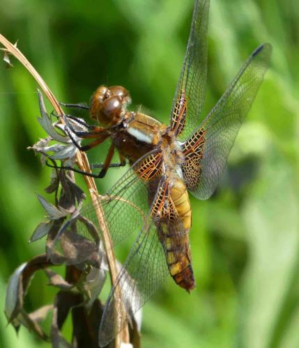 Réf. 210 322 : Libellula depressa